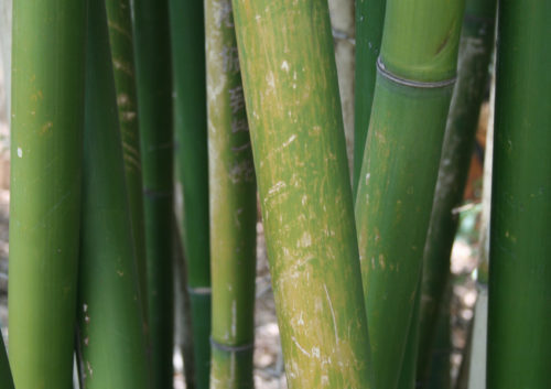 Bamboo Stalks