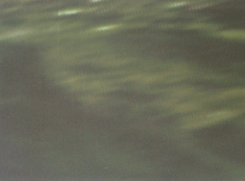 Floating Seaweed - Image 4